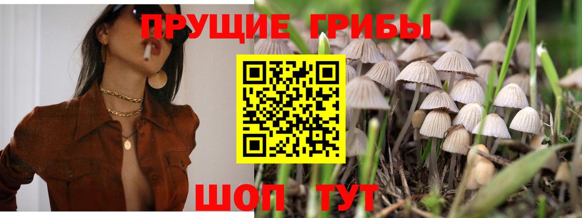 Галлюциногенные грибы прущие грибы  Вход с VPN  Владикавказ  Псилоцибиновые грибы GOLDEN TEACHER 